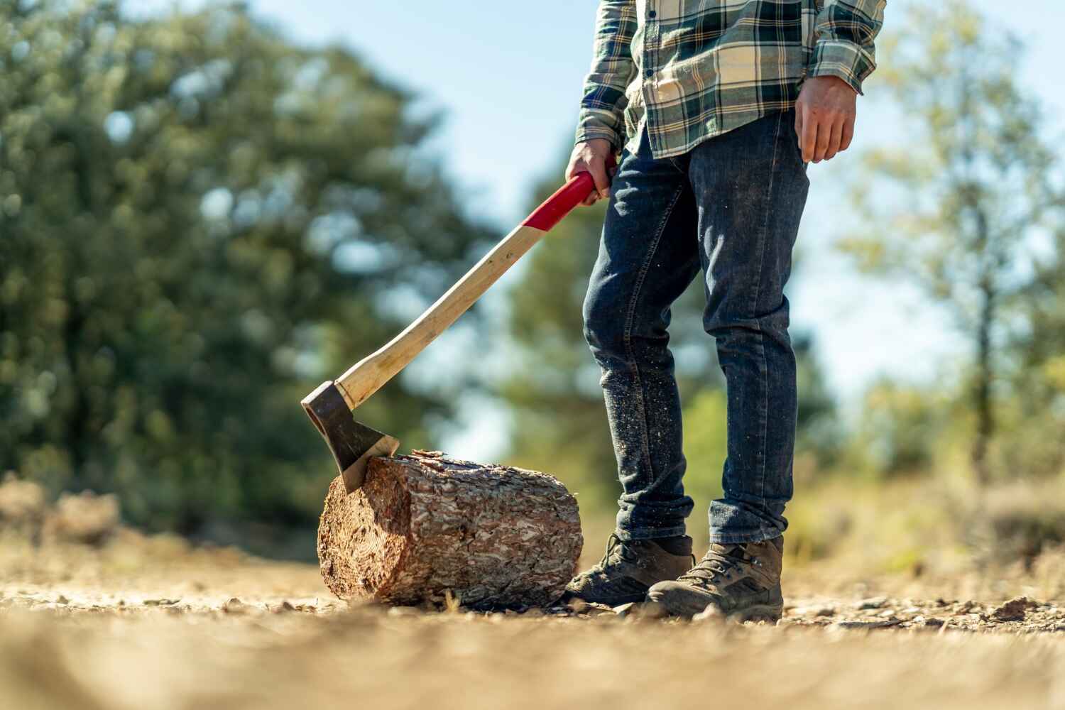 Tree Root Removal in Texarkana, AR